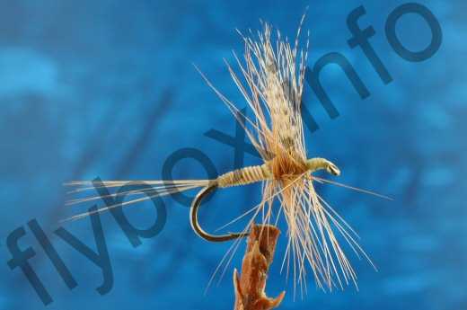 Ginger Quill